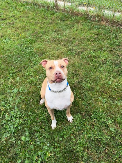 Xantina, a 7 years old Brown Female Bully American  - Standard Dog