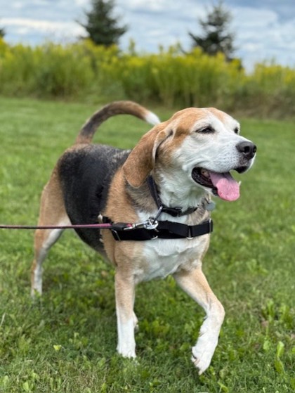 Lucy, a 8 years old Black Female Beagle Dog