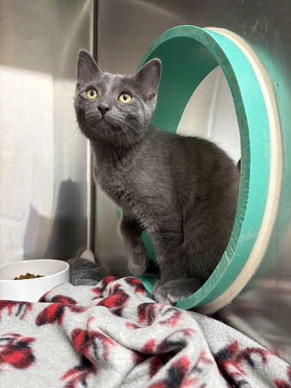 Valentino, a 2 months old Grey Male Domestic Shorthair Cat