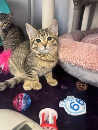 Caroline, a 2 months old Brown Female Domestic Shorthair Cat