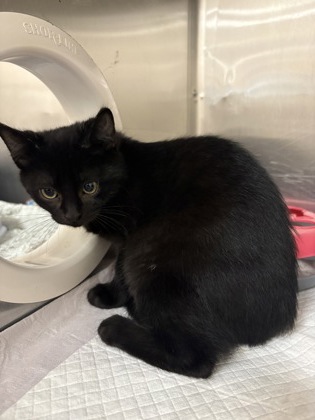Tamale, a 3 months old Black Unknown Domestic Shorthair Cat