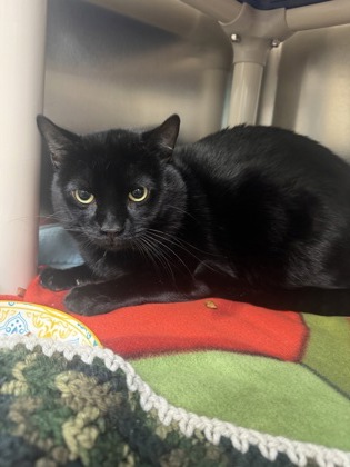 Shadow, a 2 years old Black Male Domestic Shorthair Cat