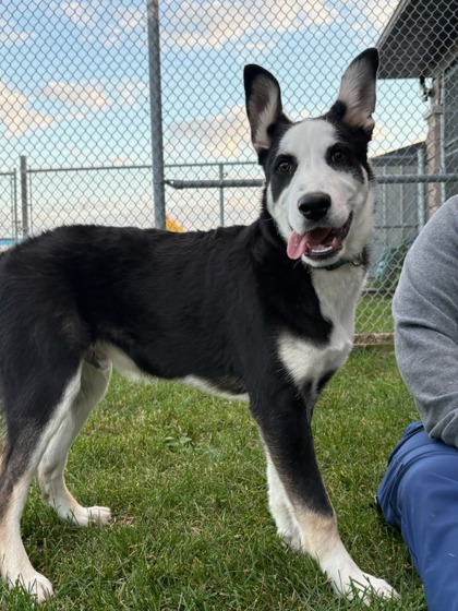 Rip, a 4 months old Black Male Siberian Husky Dog
