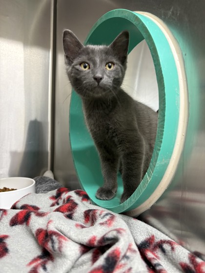 Valentino, a 2 months old Grey Male Domestic Shorthair Cat