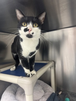 Oreo, a 1 year old Male Domestic Shorthair Cat