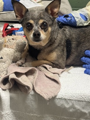 Chihuahua