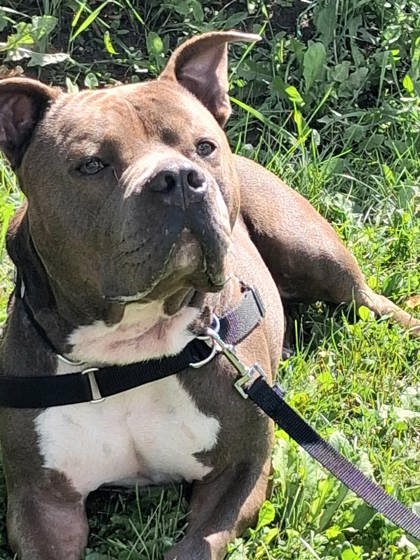 Piglet, a 2 years old Brown Male Bulldog, American Dog