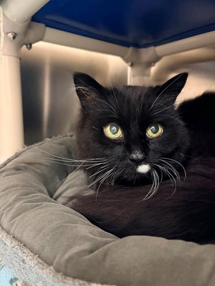 Lucy-Lou, a 15 years old Female Domestic Longhair Cat