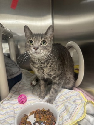 Ghost, a 1 year and 6 months old Grey Female Domestic Medium Hair Cat