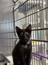 Chanel, a 2 months old Black Female Domestic Shorthair Cat