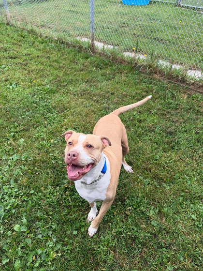 Xantina, a 7 years old Brown Female Bully American  - Standard Dog