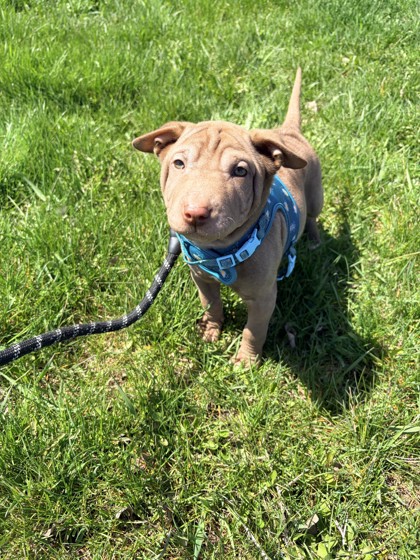 Mixed Breed