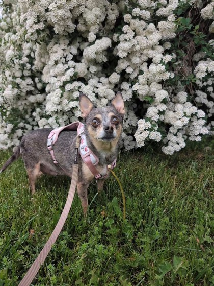 Chihuahua