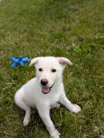 Siberian Husky