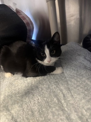 Taco, a 4 months old Black Female Domestic Shorthair Cat