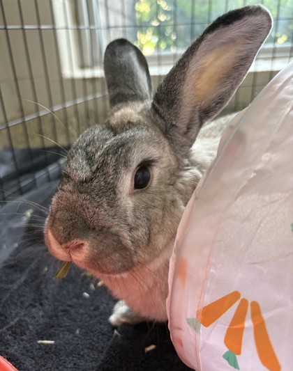 Larry, a 5 years old Brown Male American / American Small Animal
