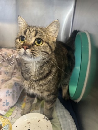 Elsa, a 1 year old Brown Female Domestic Shorthair Cat