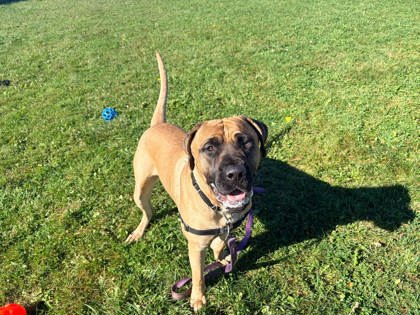 Bruce, a 1 year and 6 months old Tan Male Cane Corso Dog