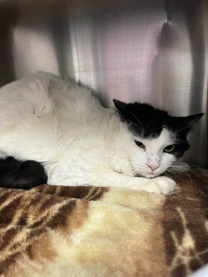 Tom, a 5 years old Male Domestic Medium Hair Cat