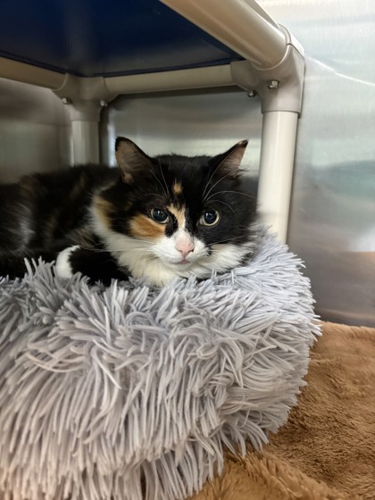 Willow, a 5 years old White Female Domestic Medium Hair Cat