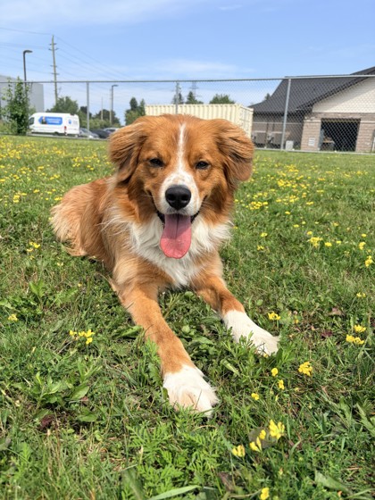 Mixed Breed