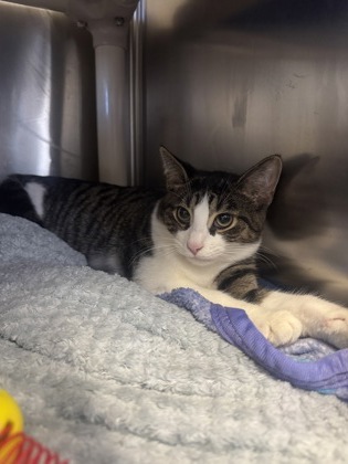 Fajita, a 4 months old Grey Male Domestic Shorthair Cat