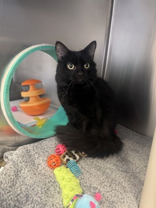 Lucien, a 1 year and 6 months old Black Male Domestic Shorthair Cat