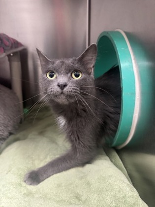Boo, a 1 year and 6 months old Grey Female Domestic Medium Hair Cat