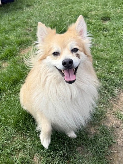 Pomeranian