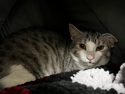 Rexi, a 1 year and 1 month old Black Male Domestic Shorthair Cat