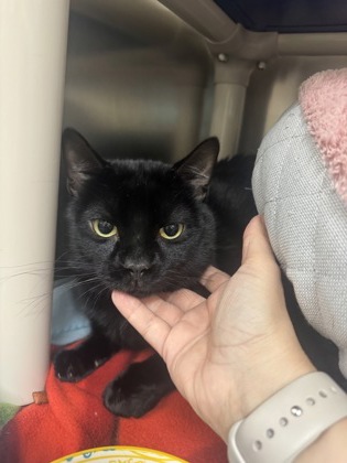 Shadow, a 2 years old Black Male Domestic Shorthair Cat