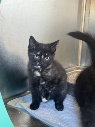 Bo-Peep, a 2 months old Black Female Domestic Shorthair Cat
