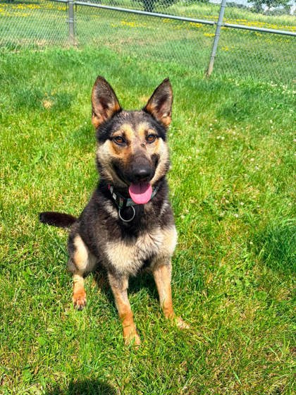 Trixie Image