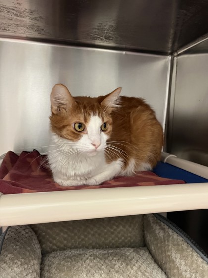 Mickey, a 1 year and 9 months old Orange Male Domestic Medium Hair Cat