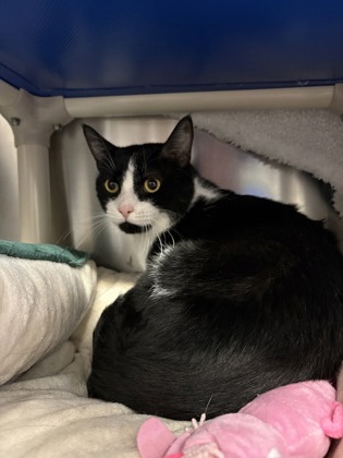 Mr. Tilder, a 2 years old Black Male Domestic Shorthair Cat