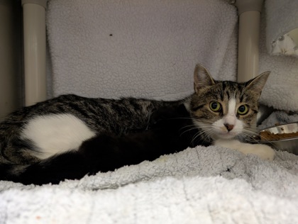 Dolly Purrton, a 1 year old Brown Female Domestic Shorthair Cat