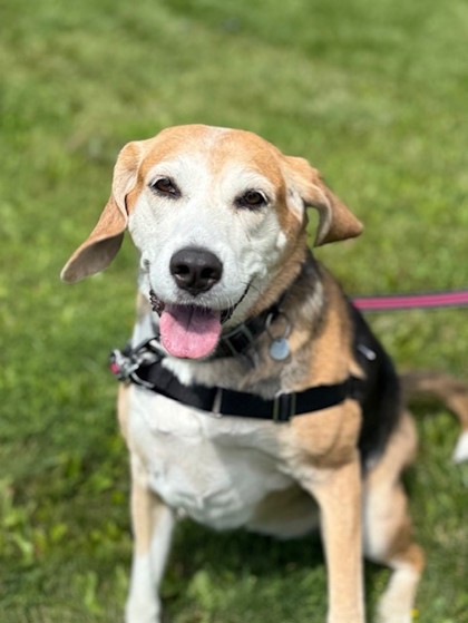 Lucy, a 8 years old Black Female Beagle Dog