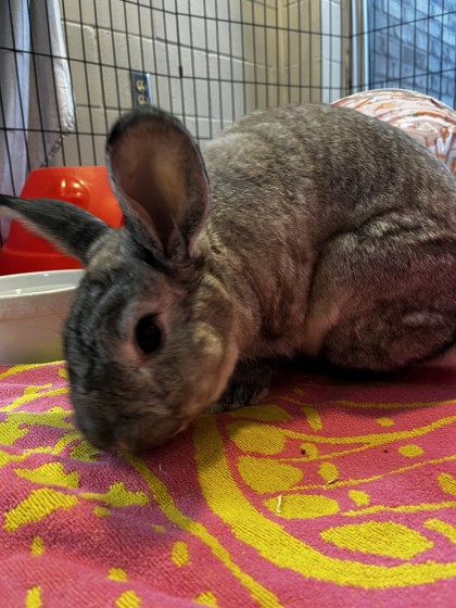 Larry, a 5 years old Brown Male American / American Small Animal