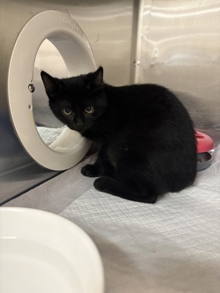 Tamale, a 3 months old Black Unknown Domestic Shorthair Cat