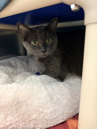 Priya, a 2 years and 11 months old Grey Female Domestic Shorthair Cat