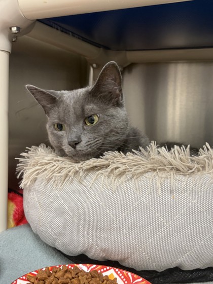 Lulu, a 4 years old Grey Female Domestic Shorthair Cat