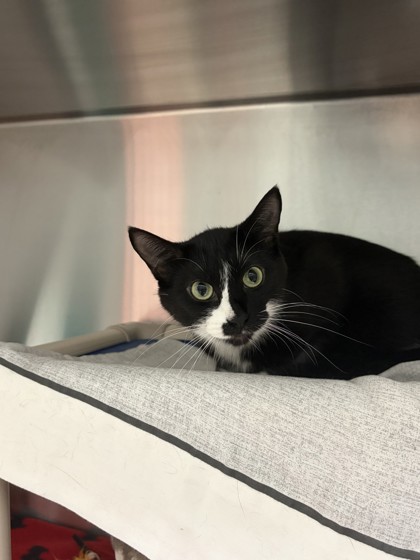 Marley, a 1 year and 11 months old Black Female Domestic Shorthair Cat