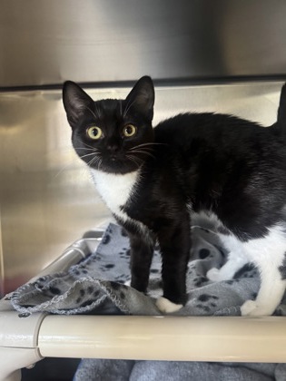 Monkey, a 4 months old Black Female Domestic Shorthair Cat