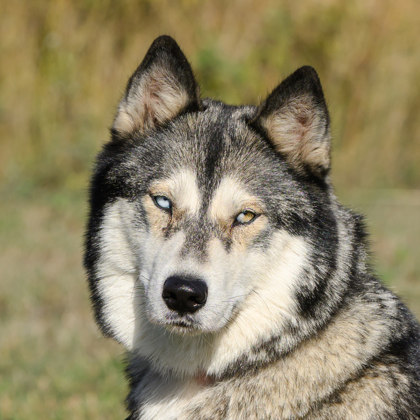 Echo