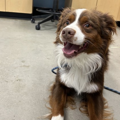 Koda