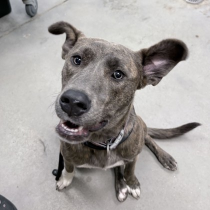 STRAY-0917-01 "Rosie"