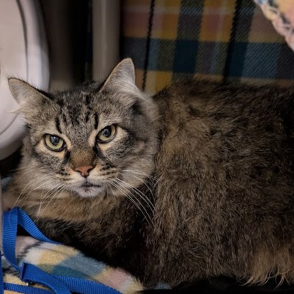 STRAY-0926-01 "Gizmo"