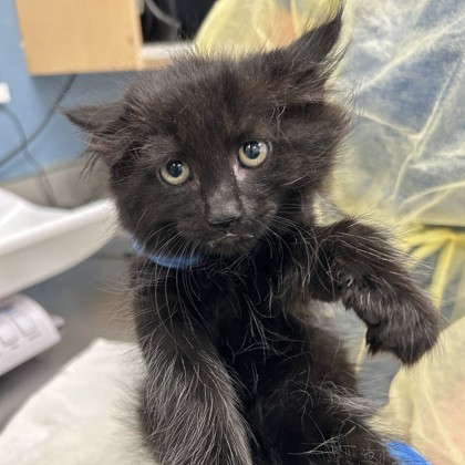 Binx