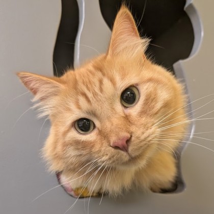 Pumpkin