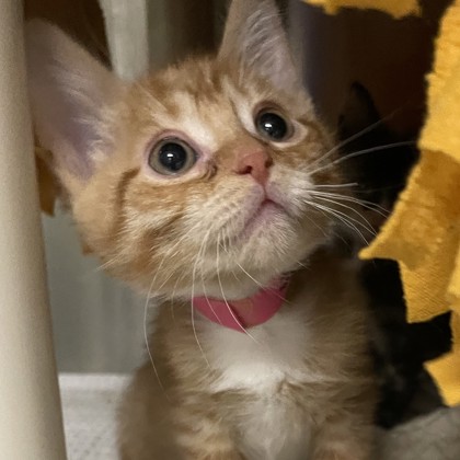 Snickerdoodle